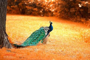 精彩纷呈！欧洲国家队激烈对决